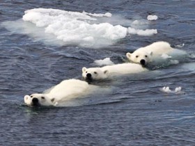 Weatherwatch: Arctic sea ice breakup is bad news for polar bears