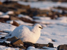 Weatherwatch: Keeping warm under a snowy blanket