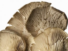 Weatherwatch: The cleverness of mushrooms