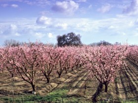 Weatherwatch: A bad winter for California’s cherries…