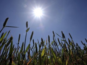 Weatherwatch: Wheat stressed out in the sunshine