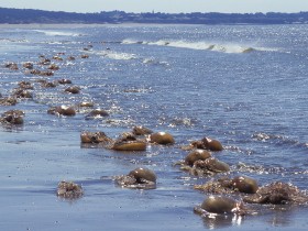 Jellyfish blooms linked to offshore gas platforms and wind farms