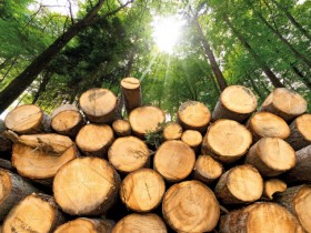 Biomass energy: green or dirty?